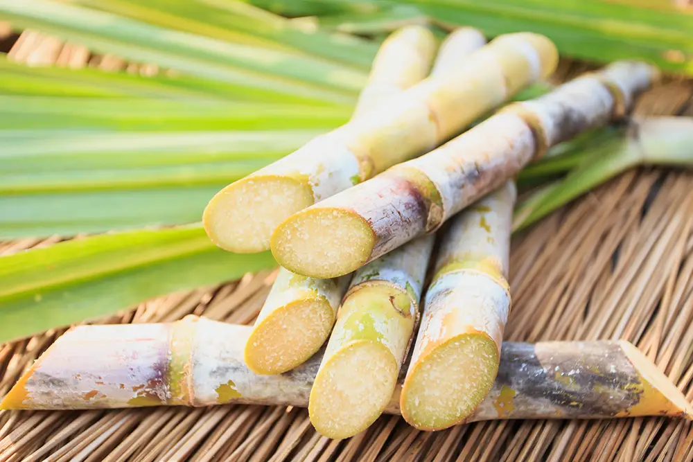 Sugarcane or Tubo