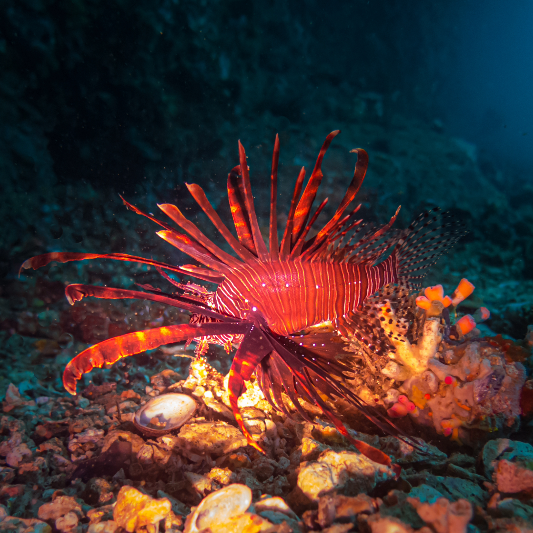 Marine life, Gato Island near Malapascua