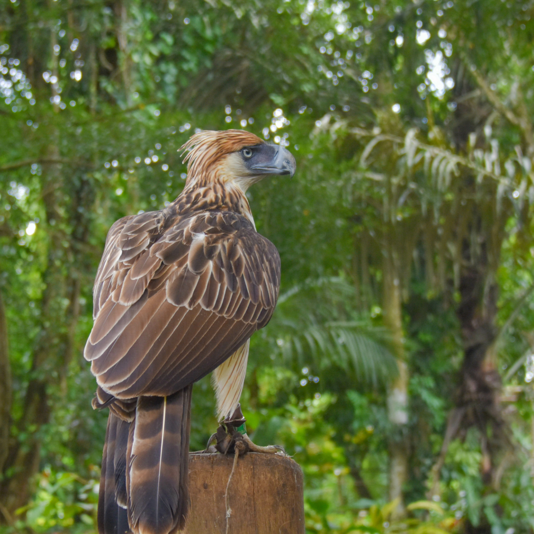 Philippine Eagle in Philippines Eagle Center (PEC), Davao City