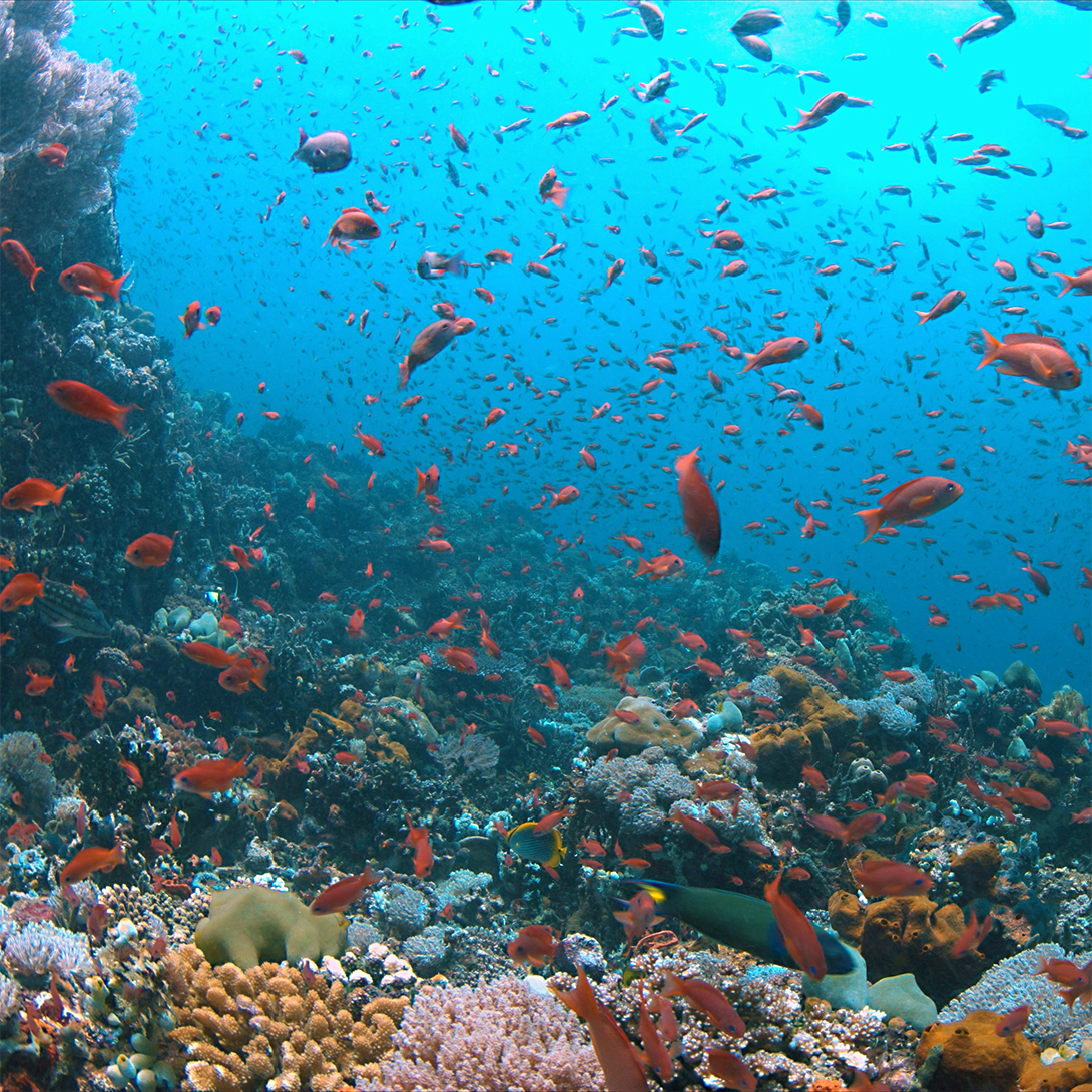 Marine Life in Puerto Galera
