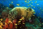 What to see and do in Moalboal