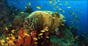 What to See and Do in Moalboal