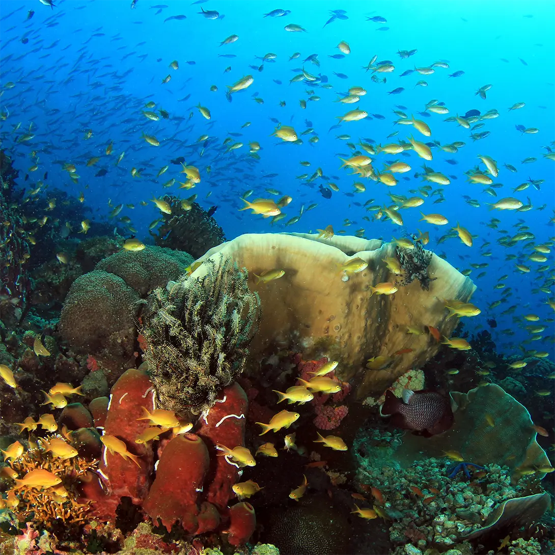 Pescador Island marine life