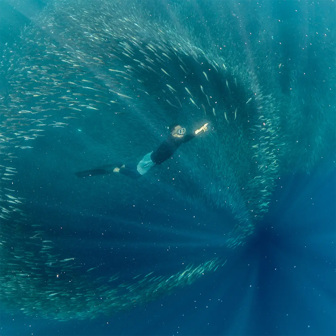 Sardine run in Moalboal